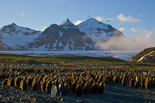 Salisbury Plain in the morning - King Penguins and their "Oakum Boy" chicks