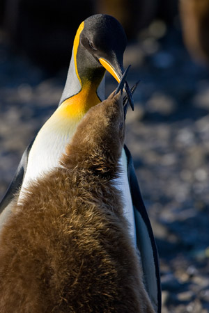 King Penguin feeding her Oakum Boy