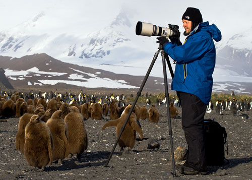 Shooting King Penguins at Salisbury Plain with a Canon