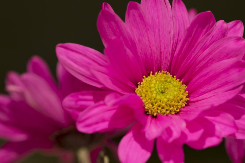 Focus Stacking Flower Example-2